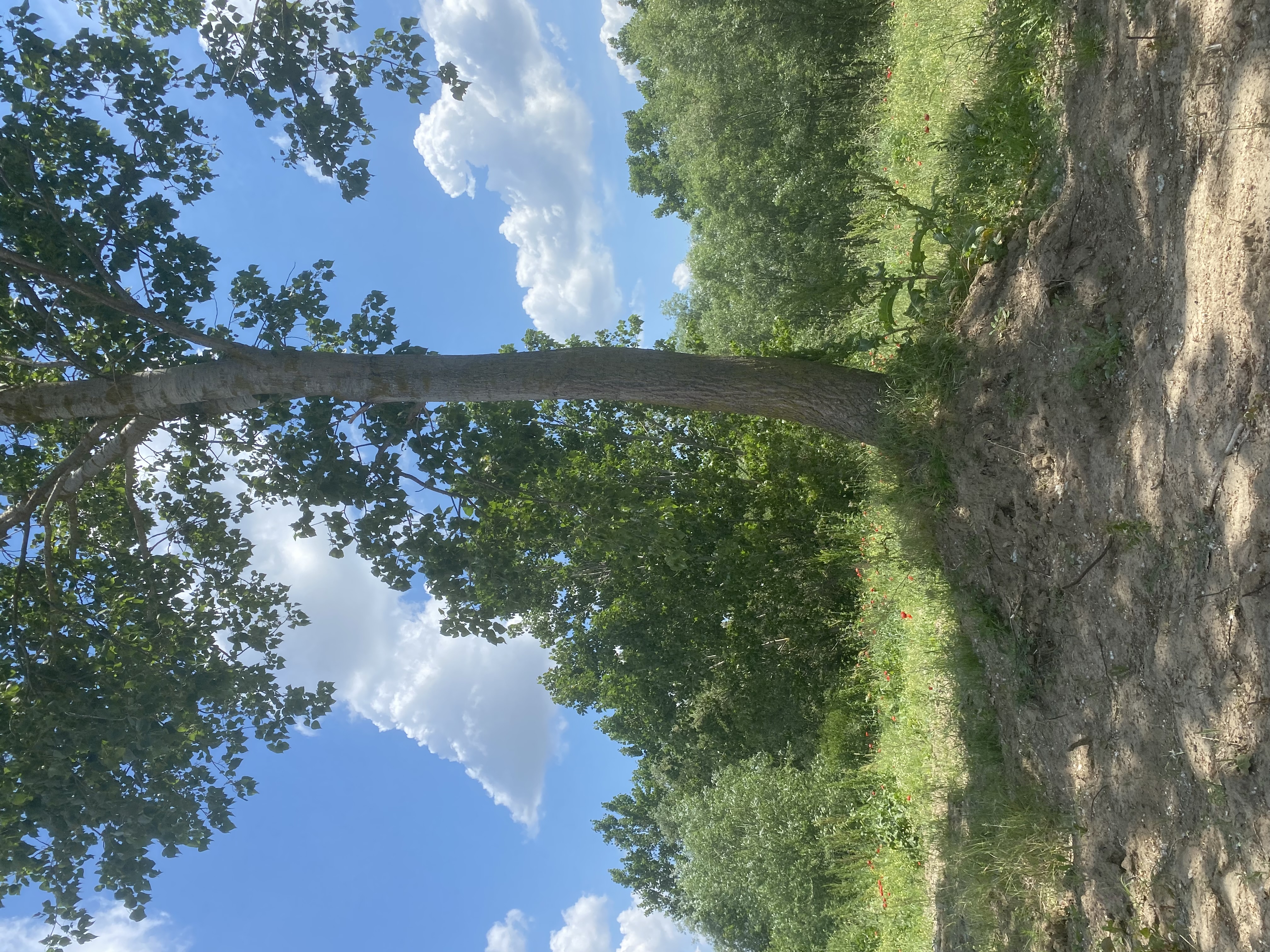 UZUNHACI SATILIK TARLA - HİSSELİ