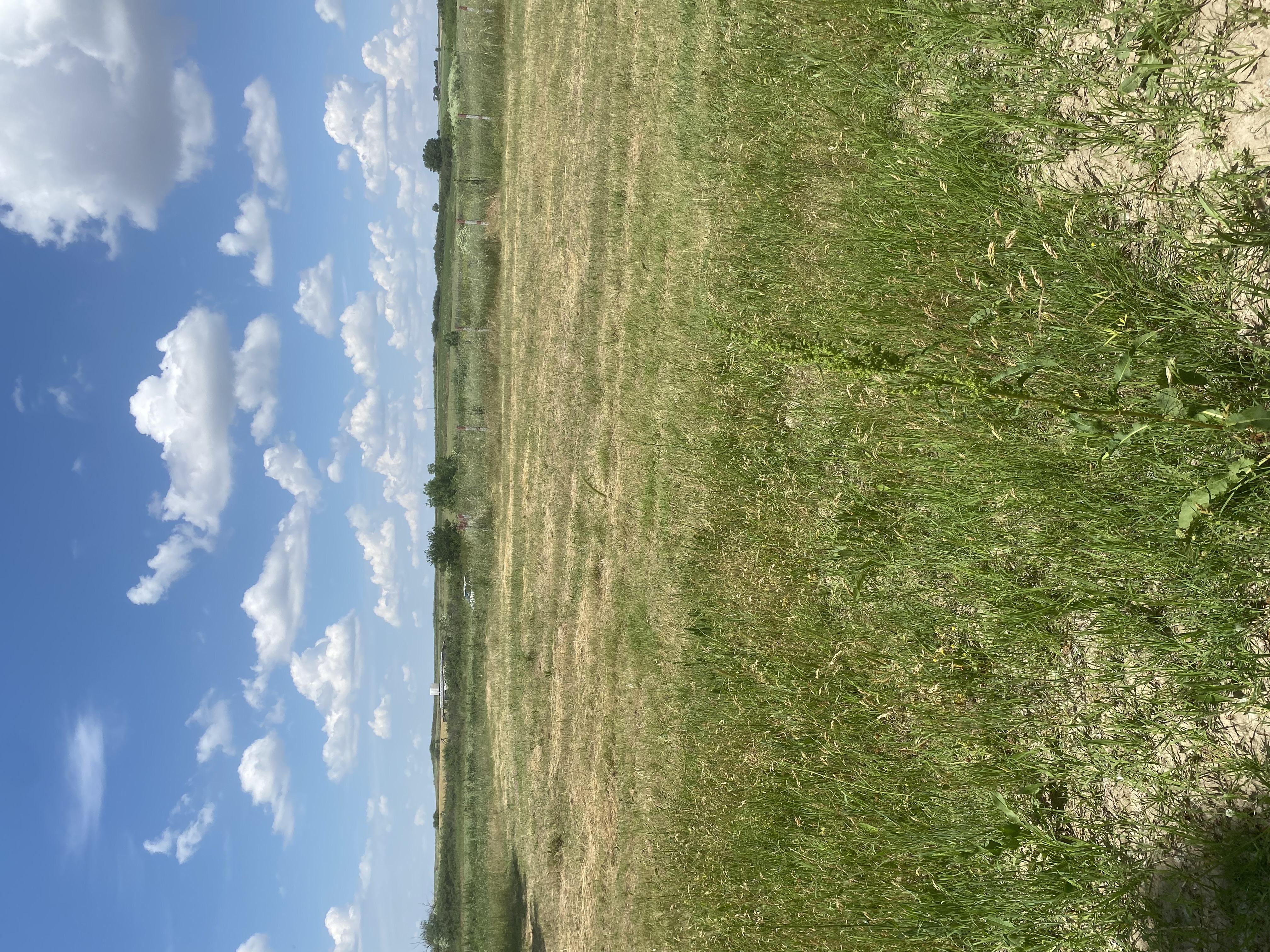 UZUNHACI SATILIK TARLA - HİSSELİ