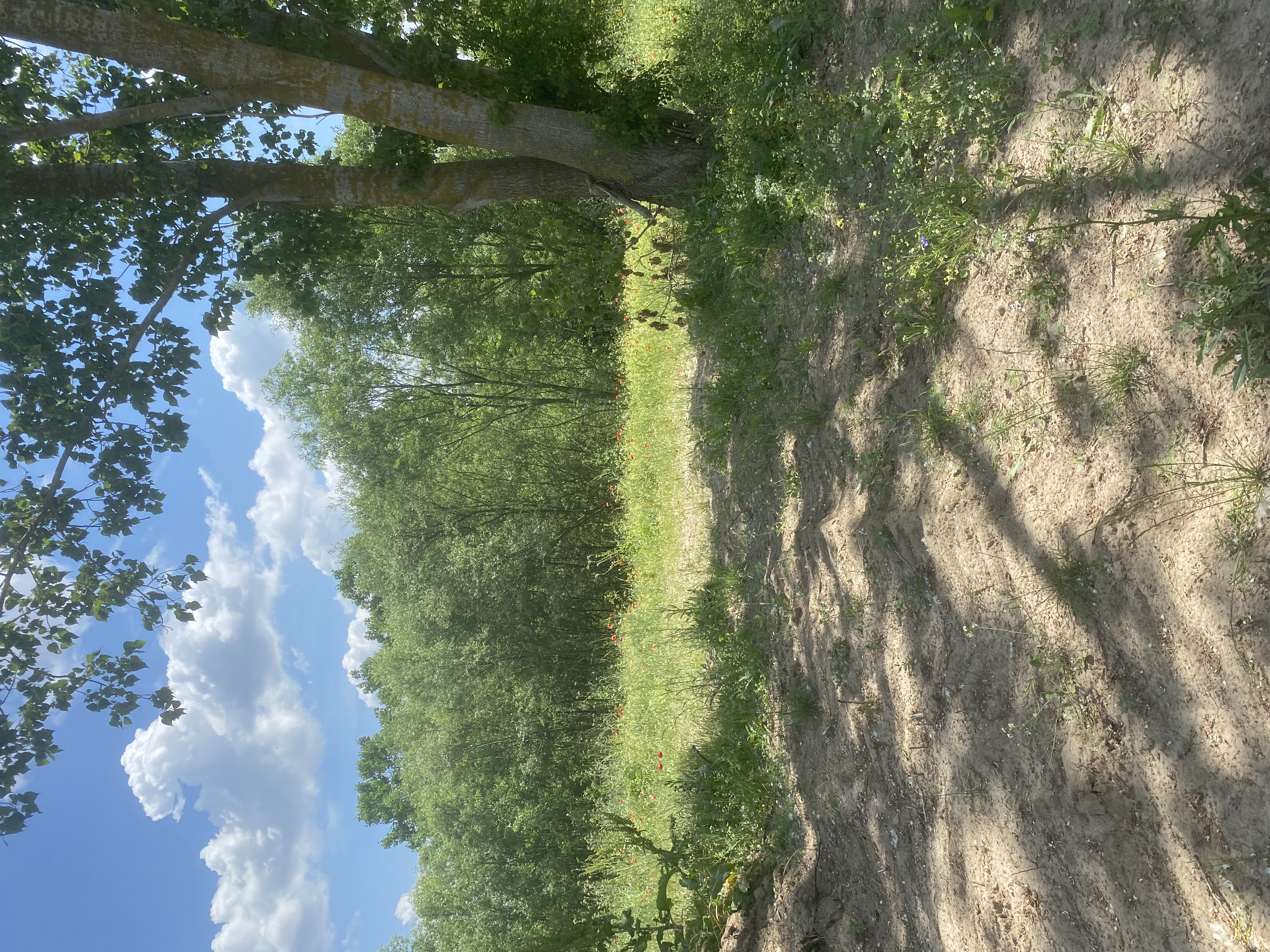 UZUNHACI SATILIK TARLA - HİSSELİ