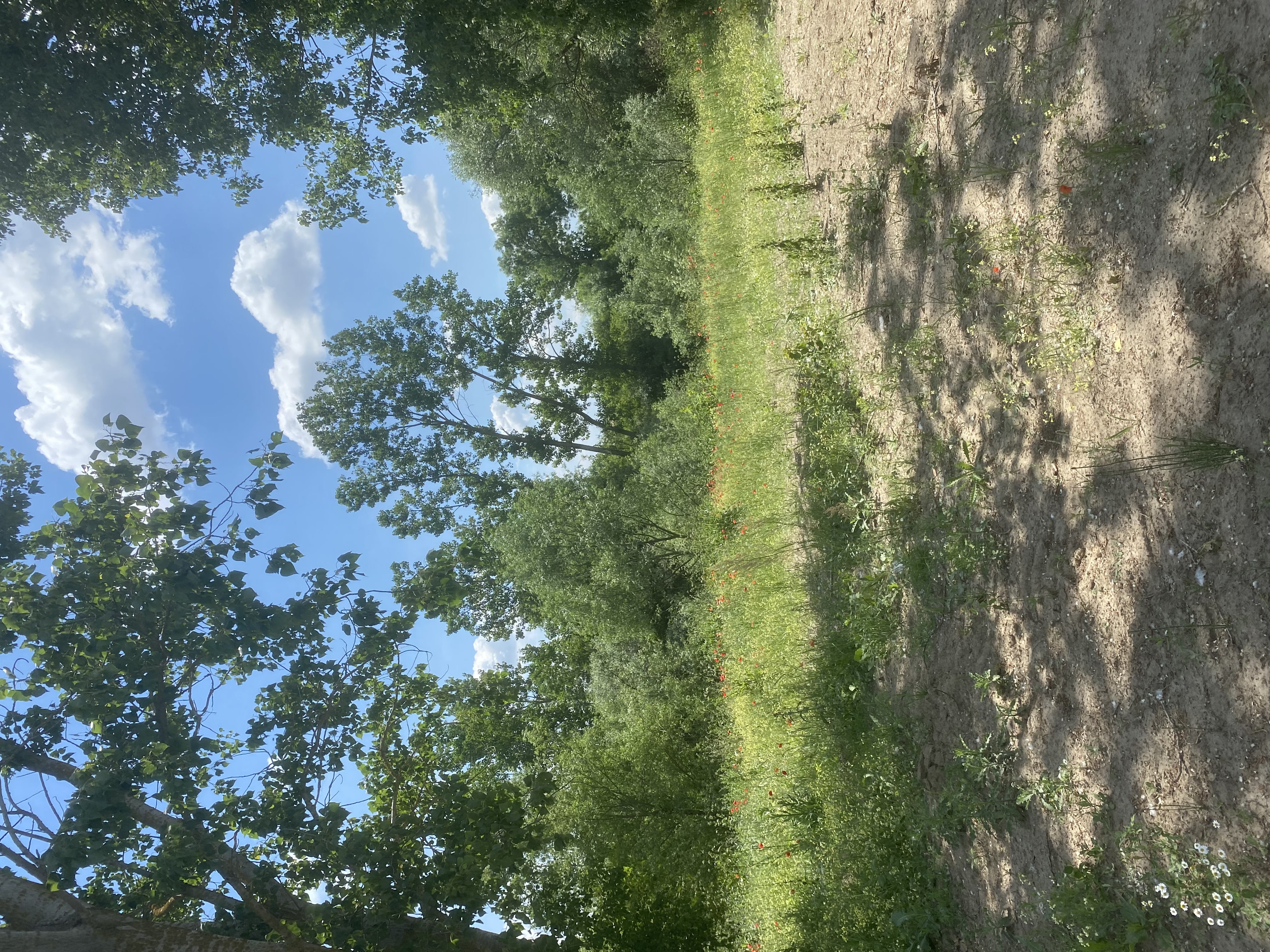 UZUNHACI SATILIK TARLA - HİSSELİ