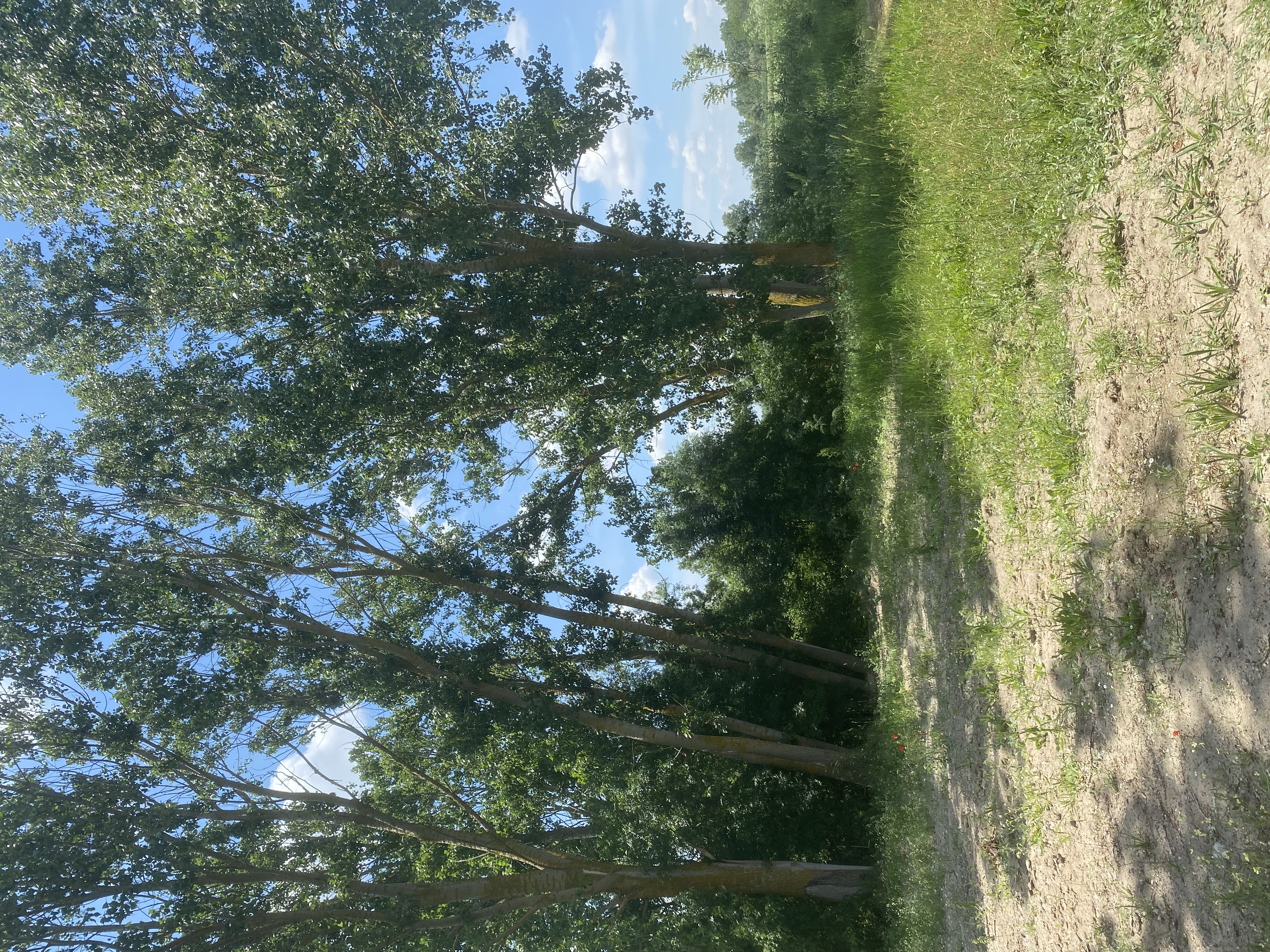 UZUNHACI SATILIK TARLA - HİSSELİ