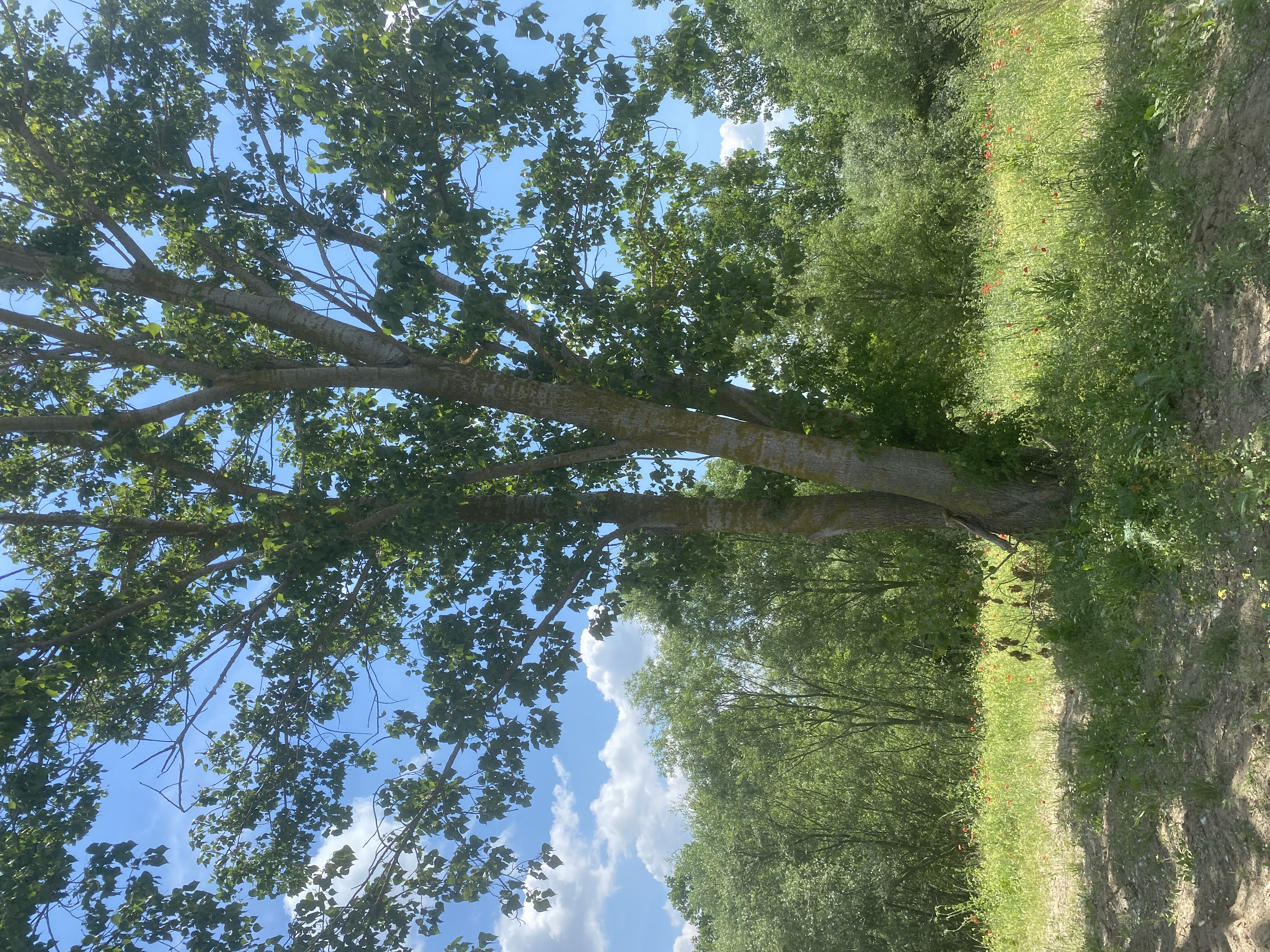 UZUNHACI SATILIK TARLA - HİSSELİ